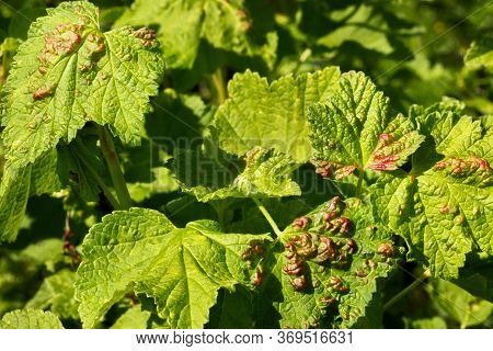 Disease Of Red And White Currants, Infection With Gallic Aphids Anthracnose. Brown Blisters On Green