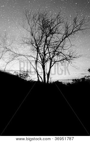 sagoma albero nero con neve