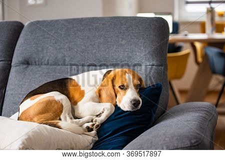 Beagle Dog Tired Sleeps On A Cozy Sofa In Fanny Position. Dog Background Theme