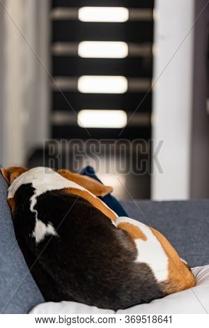 Beagle Dog Tired Sleeps On A Cozy Sofa In Fanny Position. Dog Background Theme