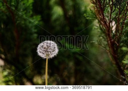 Dramatic Picture - White Dandelion On A Background Of Green Foliage