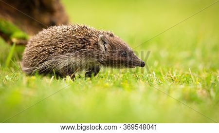 Young Northern White-breasted Hedgehog Walking On Meadow With Green Grass