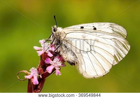 Tranquil Clouded Apollo Sitting On Pink Blooming Flower On Meadow In Summer