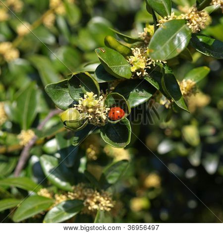 Beetle picture