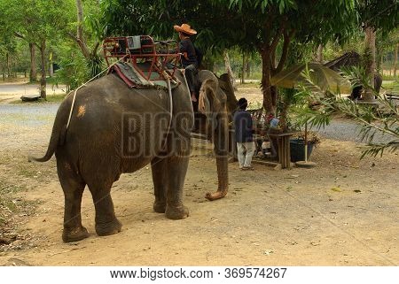 Koh Chang, Thailand - January, 2013: Elephant Trekking On Koh Chang, Thailand