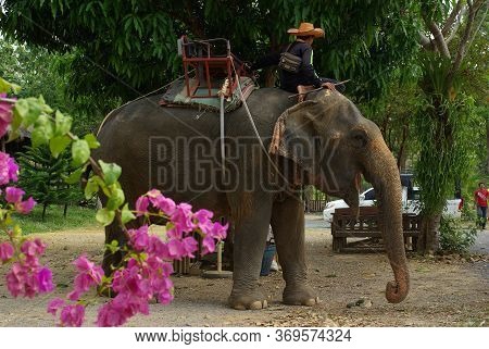 Koh Chang, Thailand - January, 2013: Elephant Trekking On Koh Chang, Thailand