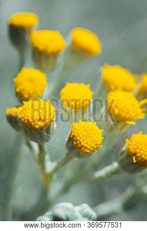 Buds Of Yellow Wild Flower, Jacobea Maritima, In Spring