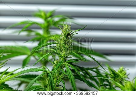 Cannabis Plant In The Garden,cannabis Is A Genus Of Flowering Plants In The Family Cannabaceae.