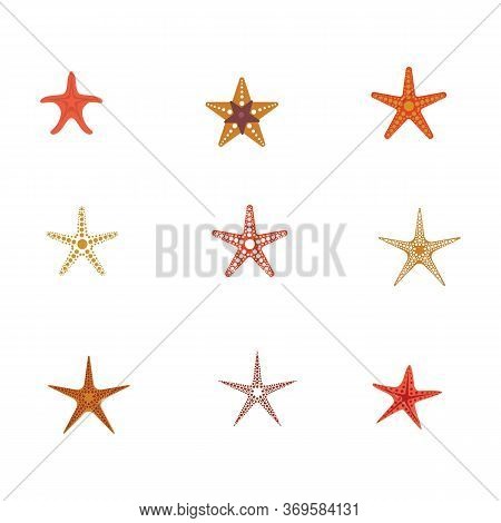 Star Fish Logo Vector Flat Design Template