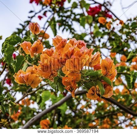 Orange Bougainvillea Green Leaves Easter Island Chile