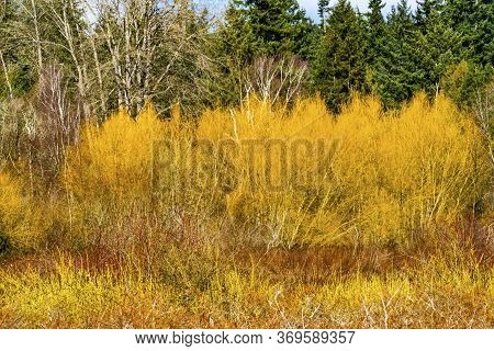 Yellow Red Bushes Spring Larsen Lake Blueberry Farm Public Park Bellevue Washington. Originally Esta
