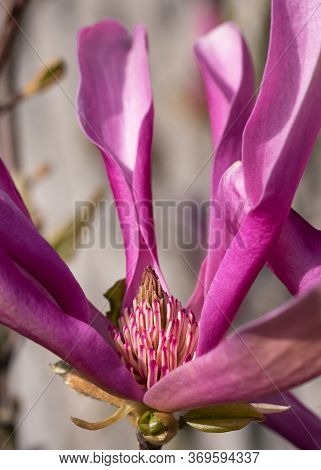 Tulip Magnolia (magnolia Liliiflora), Close Up Image Of The Flower Head