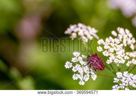 Stripped Shield Bug Feeding From The Yarrow White Flowers. Blurred Background.