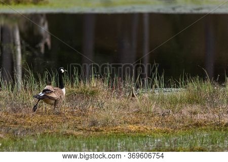 Mother Canada Goose With Gossling Sitting In A Moss In A Swamp. Knuthojdmossen, Sweden.