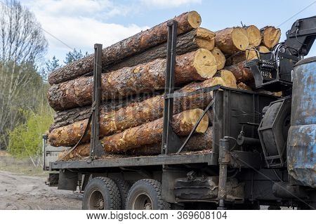 Loading Heavy Industrial Truck Trailer With Big Timber Pine, Spruce, Cedar Logs By Crane Grab Loader