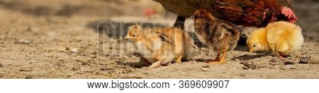 Portrait Of Easter Little Fluffy Chickens Walking In The Yard On The Farm Yard On A Sunny Spring Day