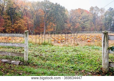 Field Of Ready To Pick Pumkins Through Wooden Fence On Misty Damp Autumn Day In New England.