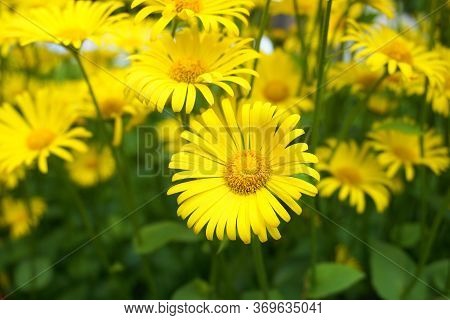 Doronicum Orientale Yellow Flower Close Up. Also Known As Leopard\'s Bane Flowers.