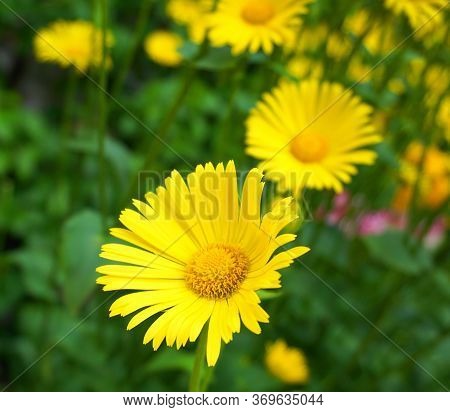 Doronicum Orientale Yellow Flower Close Up. Also Known As Leopard\'s Bane Flowers.