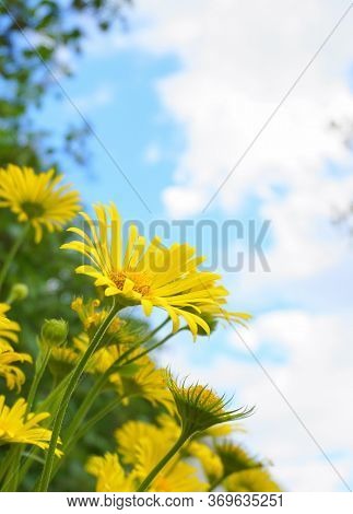 Doronicum Orientale Yellow Flower Close Up On Blue Sky With Clouds Background. Also Known As Leopard