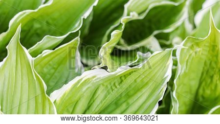 Natural Background. Hosta (funkia, Plantain Lilies) In The Garden. Green Leaves With White Border