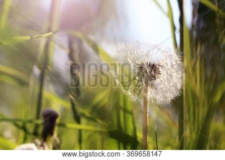 One Beautiful Dandelion In Summer So Close
