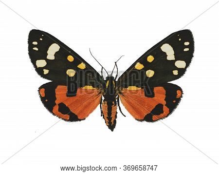 Beautiful Scarlet Tiger Moth (callimorpha Dominula L.) Isolated On White Background