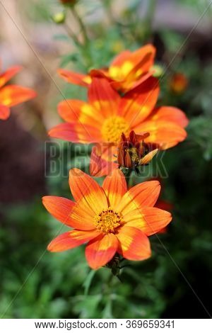 Vital Blooming Orange Red Bur Marigold Flowers