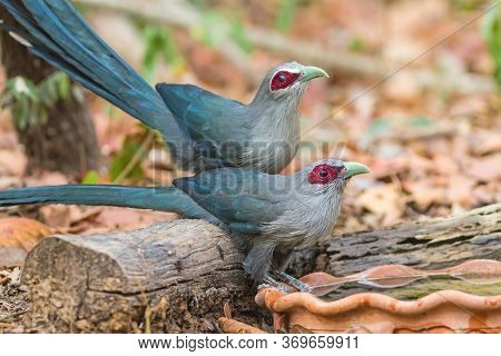 Beautiful Family Of Green Billed Malkoha (phaenicophaeus Tristis) Great Of Cuckoo Bird  Drinking Wat