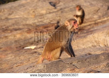 Later In The Afternoon The Monkey Is Sitting On The Top Of The Hil Ranchi Jharkhand India