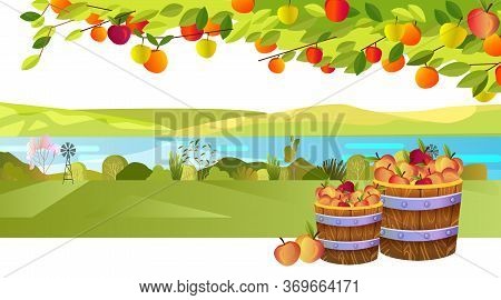 Autumn Harvest Background With Apple Tree, Branches, Leaves, Casks, And Fruit. Horizontal Rural Land