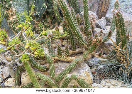 Some Spiky Succulent Plants And Cactusses In Arid Ambiance