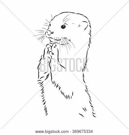 Vector Animal River Common Otter, Otter, Sea Otter, Vector Sketch Illustration