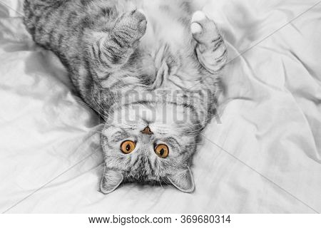 Pure White Cat Sleeping On White Bedding, Cozy Home And Relax Concept, Cute Little Cat. Scottish Whi