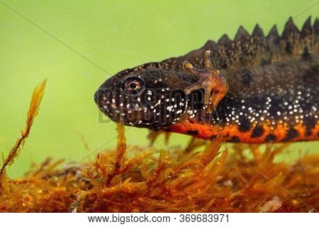 Close-up Of Danube Crested Newt Diving In Water In Swamp