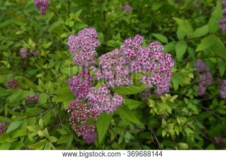 Buds And Pink Flowers Of Japanese Meadowsweet In June