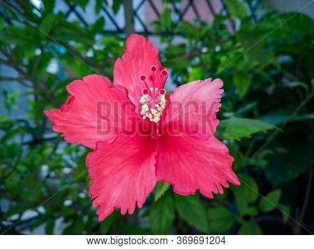 Hibiscus (gurhal) Blooming Flower And Green Leaves In The Garden