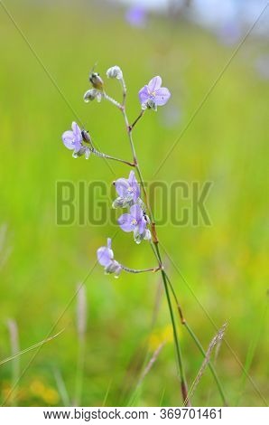 Crested Naga Flowers, Sweet Purple Flowers Blossoming In Full Bloom, Phu Soi Dao National Park, Thai