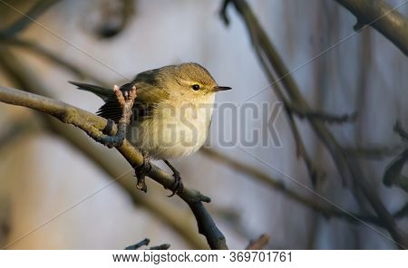 European Chiffchaff, Phylloscopus Collybitus. Bird Close-up, Sitting On A Branch