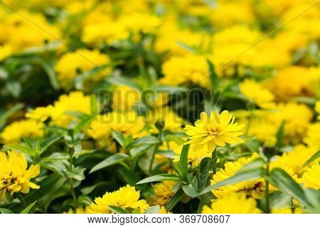 Beautiful Yellow Flowers In The Flowerbed. Summer City Park. Landscaping Using Undersized Plants. Be