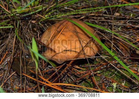Beautiful Young Mushroom Suillus Luteus Or Slippery Jack In The Grass After The Rain. Suillus Luteus