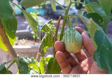The Hands Of Farmers Harvesting Eggplant In An Agricultural Farm