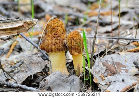 the first spring morel mushrooms in the forest