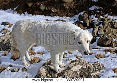 White Sheppard Dog In The Mountains During Wintertime