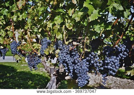 Gamay Noir Grapes - Winery, Ontario, Canada