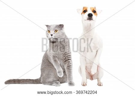 Funny Cat Stottish Fold And Dog Parson Russell Terrier Sitting Together With Raised Paws, Isolated O