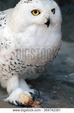 A Hungry Snowy Owl Holding Prey In Its Claws. Selective Focus.