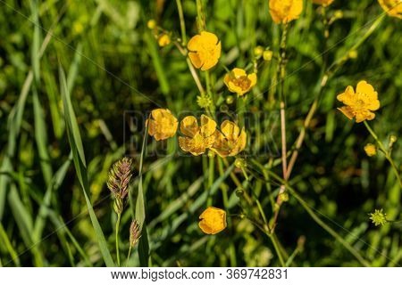 Detail Of Helianthemum Grandiflorum On Green Meadow.