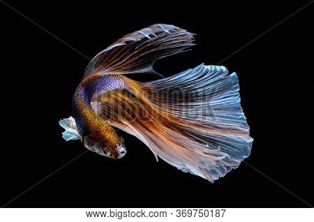 Betta Fish In The Aquarium And Black Background
