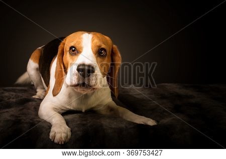 Irritated Beagle Dog On Bed Barking Demands A Treat For Posing For Photo. Studio Shoot On Black Back